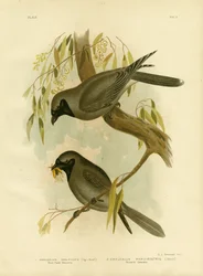 黒に直面したモズ、1891年